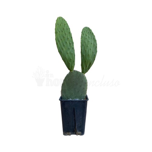 Pianta fico india in - di, vaso