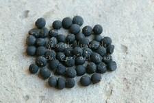 ASPARAGO SELVATICO - ASPARAGUS ACUTIFOLIUS, 50 SEMI SELEZIONATI