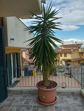 Pianta Yucca Zampa Di Elefante (Tronchetto Della Felicità)