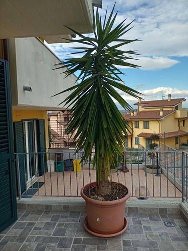 Pianta yucca zampa elefante - pianta,