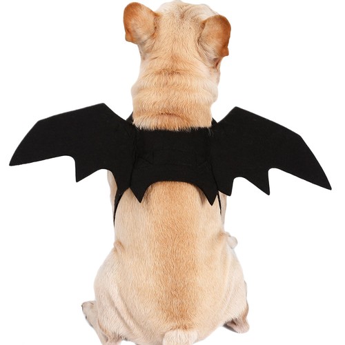 Ali halloween per - halloween, animali