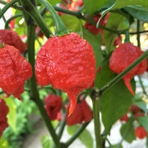 Peperoni biologici carolina - peperoni,