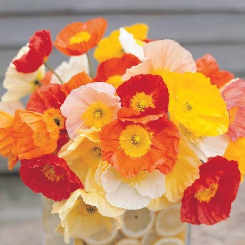 Semi papavero - semi, di