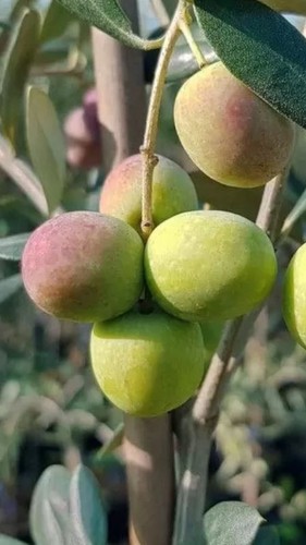 Pianta olivo favolosa 17 - di,