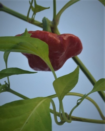 Min semi fungo rosso - 20, di