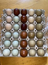 Uova Feconde, Fertili Razza Pura Di Australorp, Amrock, Brahma, Marans, Araucana