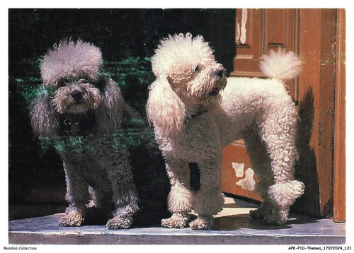 Apkp10 0734 animali cani - apkp10-0734-animali,