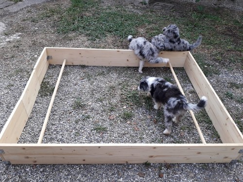Cuccia parto per cani - in, abete