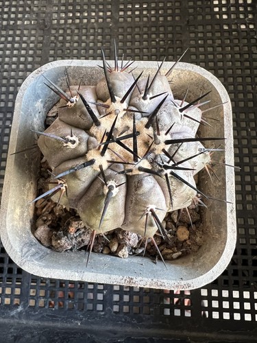 Copiapoa cinerea radicata