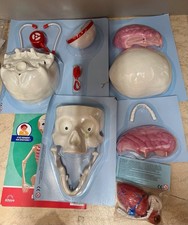 Costruisci Il Corpo Umano Rba