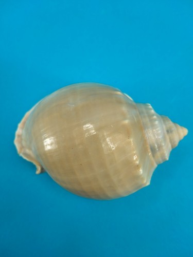 Conchiglia cassis glauca 5 - cassis,