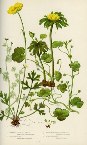 Stampa botanica antica 1899 - stampa,