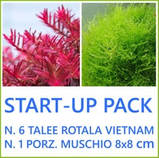 pianta piante vive vere per acquario dolce Rotala Vietnam H'RAH e Muschio 8x8cm