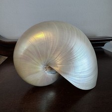 Nautilus conchiglia mare