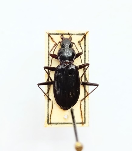 Entomology taxidermy - entomology,