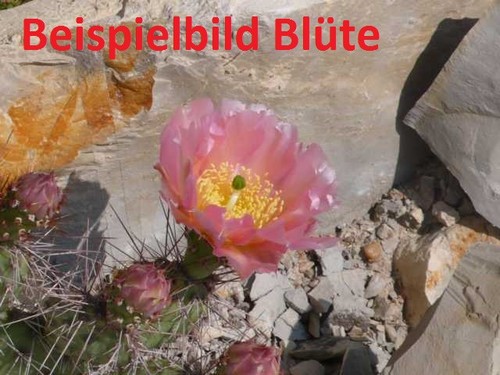 Opuntia phaeacantha salmonea - opuntia,