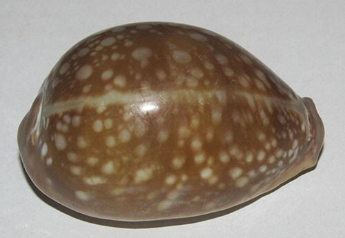 Grande modello cypraea - grande,