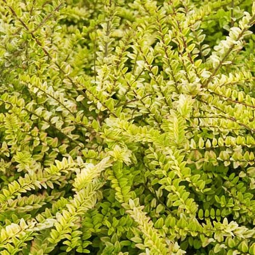 Arbusto ornamentale pianta - , da
