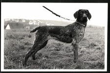 Fotografia cane da caccia in