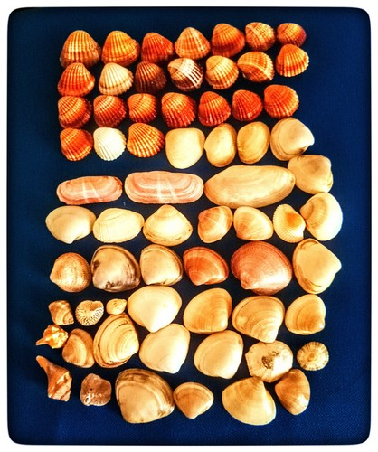 Conchiglie miste varie - conchiglie,