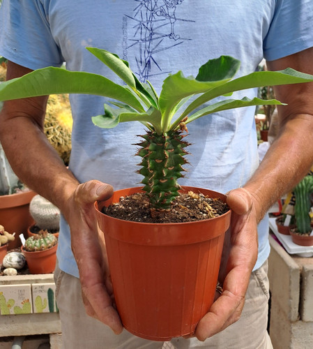Euphorbia viguieri