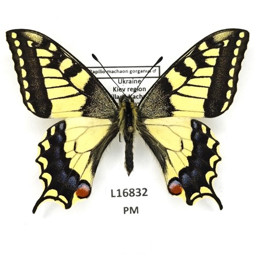 Papilionidae papilio machaon - papilionidae,,