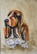 Bassett Hound Dog acquerello