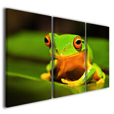 Quadri moderni Frogen rana