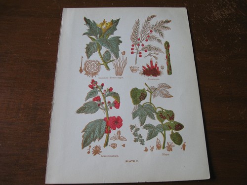 1915 stampa artistica - 1915,