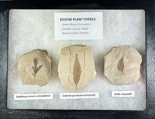 Eocene leaf fossils green - fossils,,