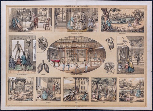 1880 anatomia fisiologia - 1880,