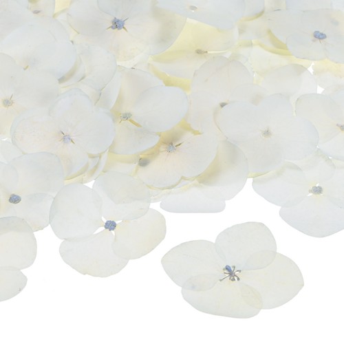 Fiori secchi pressati per