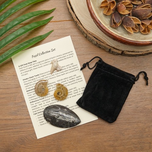 Fossil gift set ammonite pair - set,