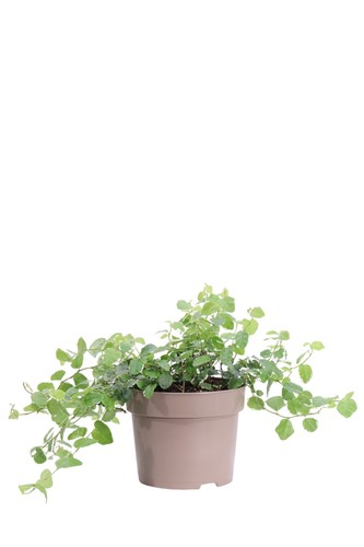 Pianta vera ficus pumila - pianta,