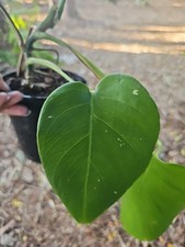 Variegated Monstera Albo Less