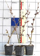 Noce magica, varietà giallo