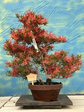 Bonsai di Joe " Kinsai "