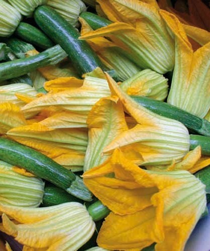 Semi zucchino fiore - semi, di