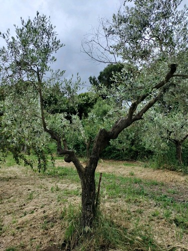 Albero ulivo anni - albero,