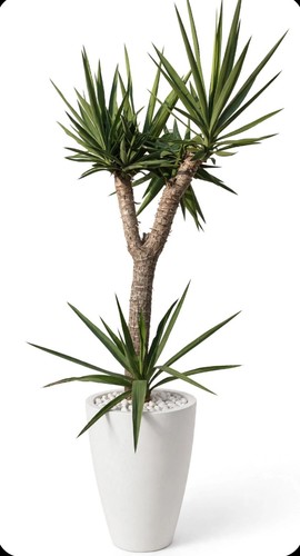 Yucca elefantina - yucca,