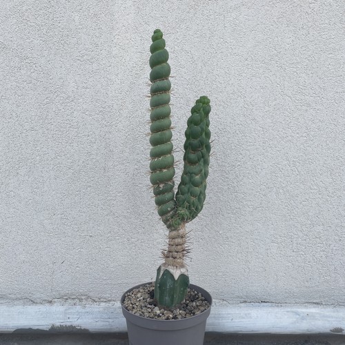 Eulychnia castanea spiralis - eulychnia,