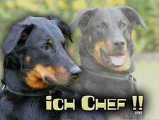 BEAUCERON Berger de Beauce