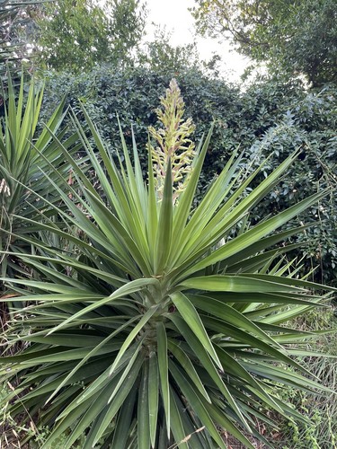 Piante siepe - piante,