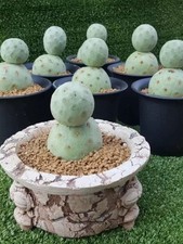 Tephrocactus geometricus