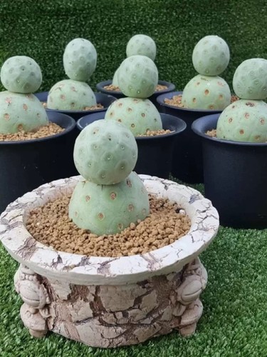 Tephrocactus geometricus