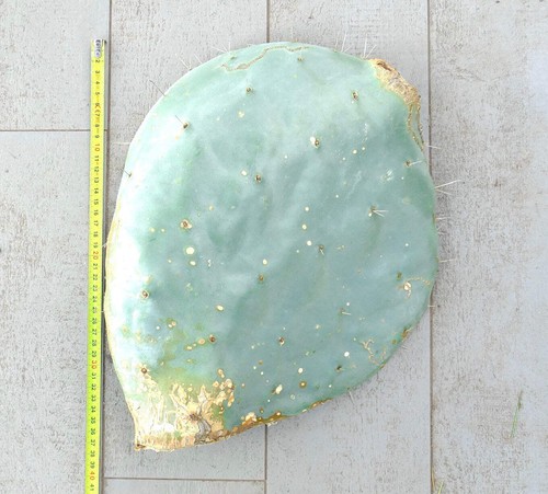 Opuntia rotundifolia unrooted - opuntia,