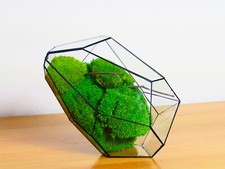 Vaso di fiori Terrarium