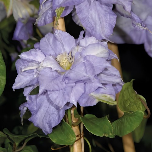 Clematis mazury varietà - mazury, 1l