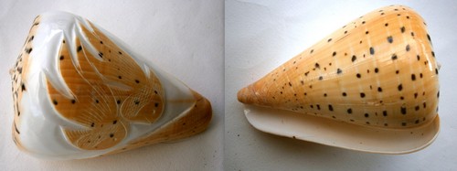 Conchiglia conus betolinus - ",