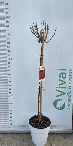 Pianta rosa alberello - alberello, barni
